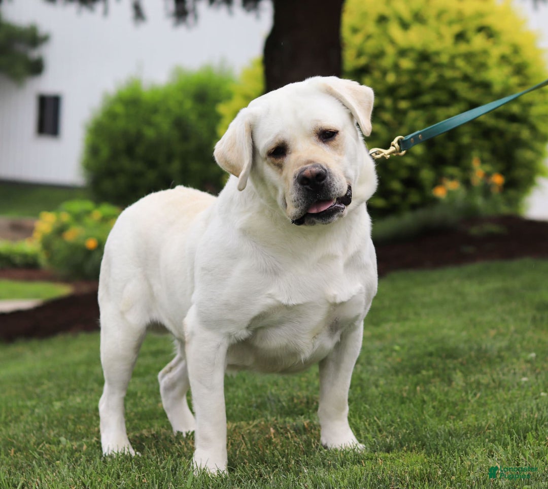 Labrador Retriever dogs for sale: Barbie - Image 7