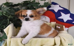 Papillon dogs for sale: Alex - Image 14