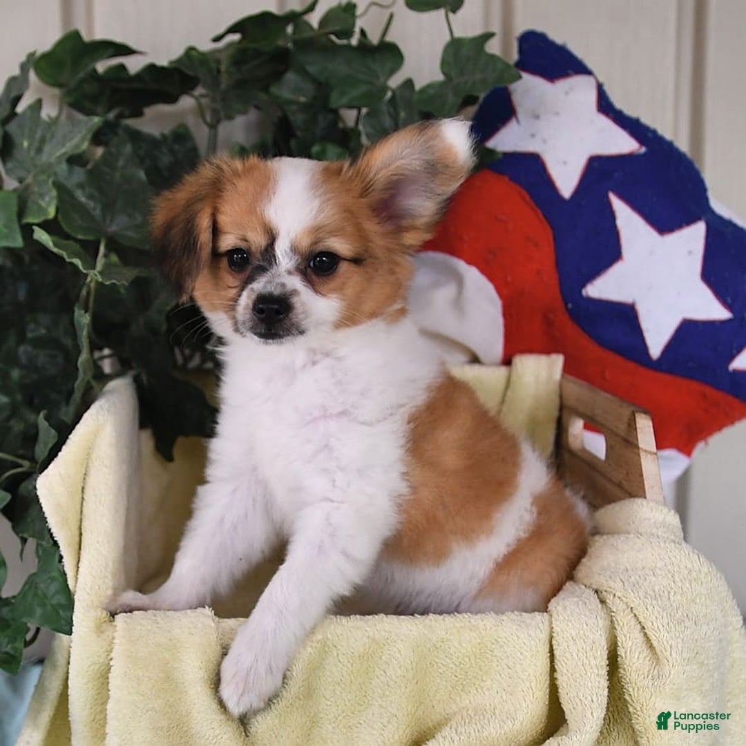 Papillon dogs for sale: Alex - Image 14
