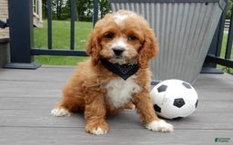 Cockapoo dogs for sale: Lenny - Image 11