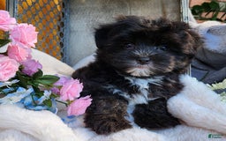 Morkie dogs for sale: Gracie - Image 12