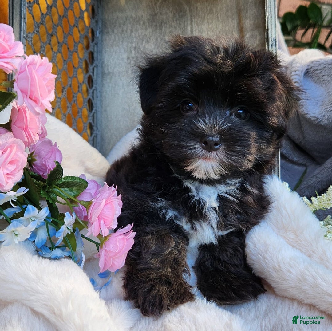 Morkie dogs for sale: Gracie - Image 12