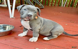 American Bully dogs for sale: Boss Baby - Image 14
