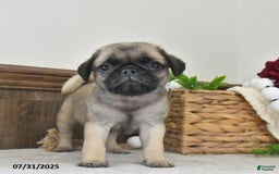 Puggle dogs for sale: Raindrop - Image 1