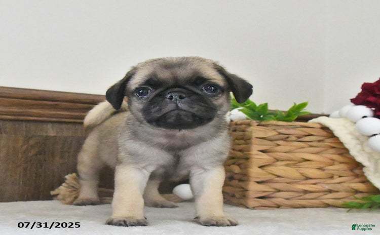 Puggle dogs for sale - Ad 2