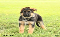 German Shepherd dogs for sale: Dawn - Image 2