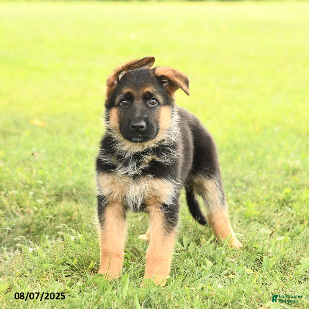 German Shepherd dogs for sale: Dawn - Image 2