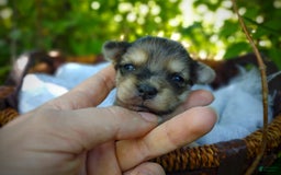 Morkie dogs for sale: Rare Merle Butterfly - Image 3