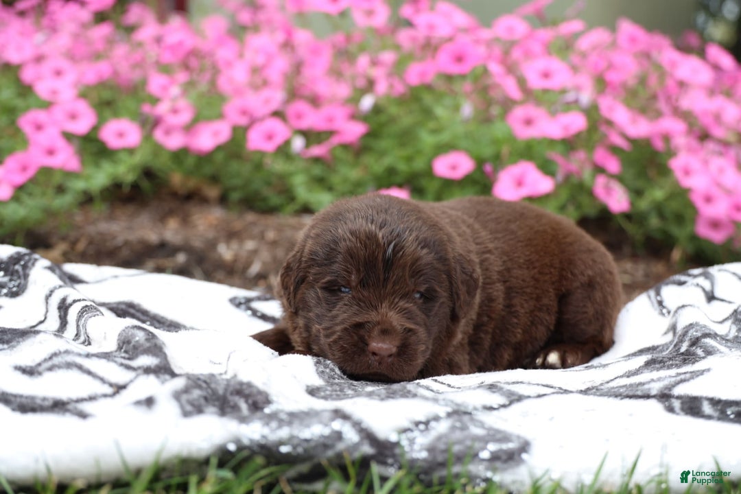 Newfoundland dogs for sale: Cocoa - Image 1
