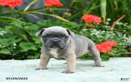 French Bulldog dogs for sale: Bessie - Image 4