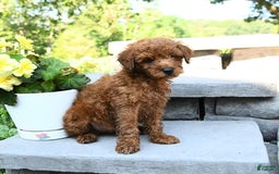 Miniature Poodle dogs for sale: Elam - Image 2