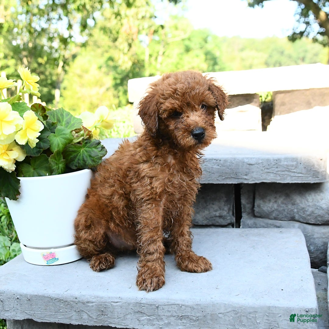 Miniature Poodle dogs for sale: Elam - Image 2