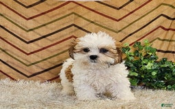 Malshi dogs for sale: Umberto - Image 1