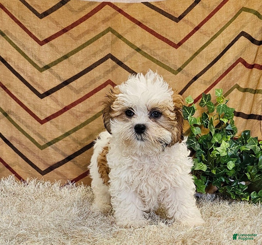 Malshi dogs for sale: Umberto - Image 1