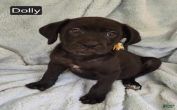 Cane Corso dogs for sale: Dolly - Image 4