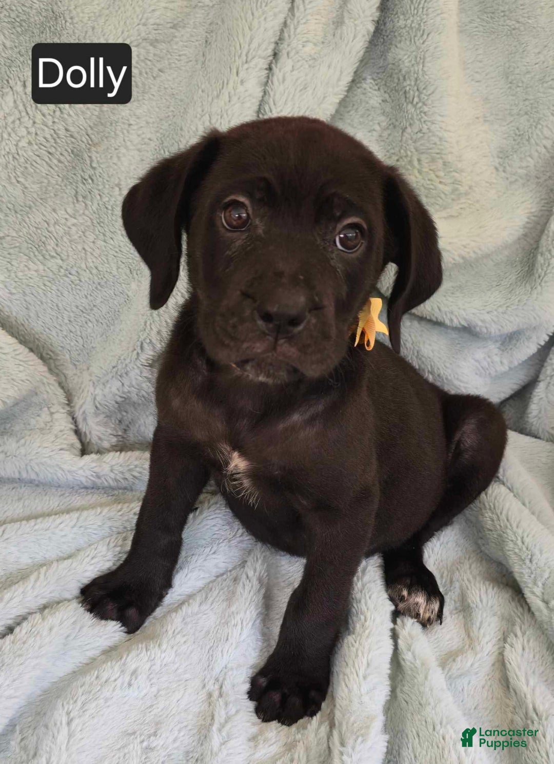 Cane Corso dogs for sale: Dolly - Image 4