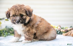 Mini Aussiedoodle dogs for sale: Rambo - Image 4