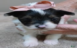 Yorkshire Terrier dogs for sale: Pappy Parti Girl - Image 16