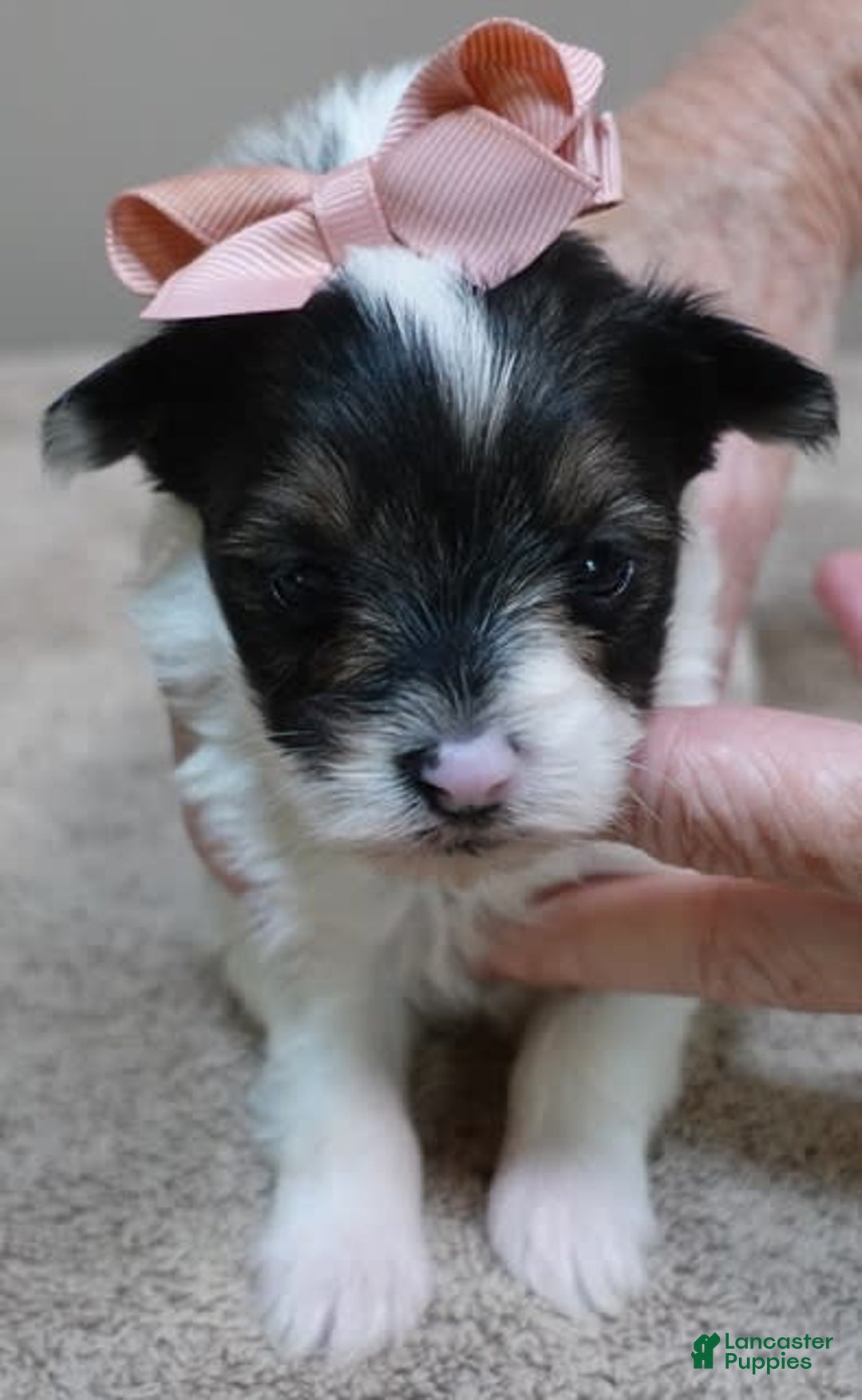 Yorkshire Terrier dogs for sale: Pappy Parti Girl - Image 16