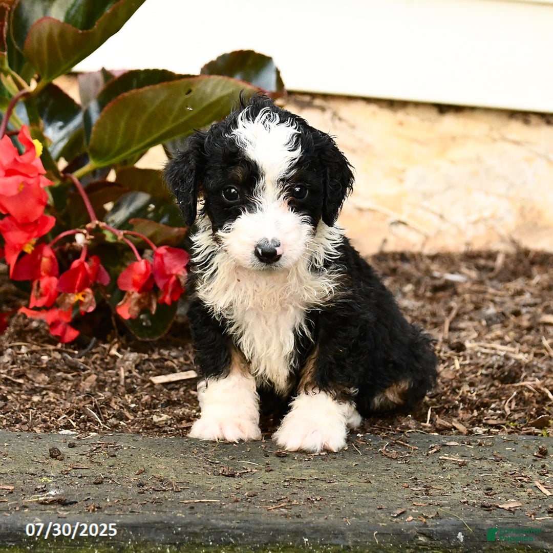 Mini Bernedoodle dogs for sale: Cinnamon - Image 1