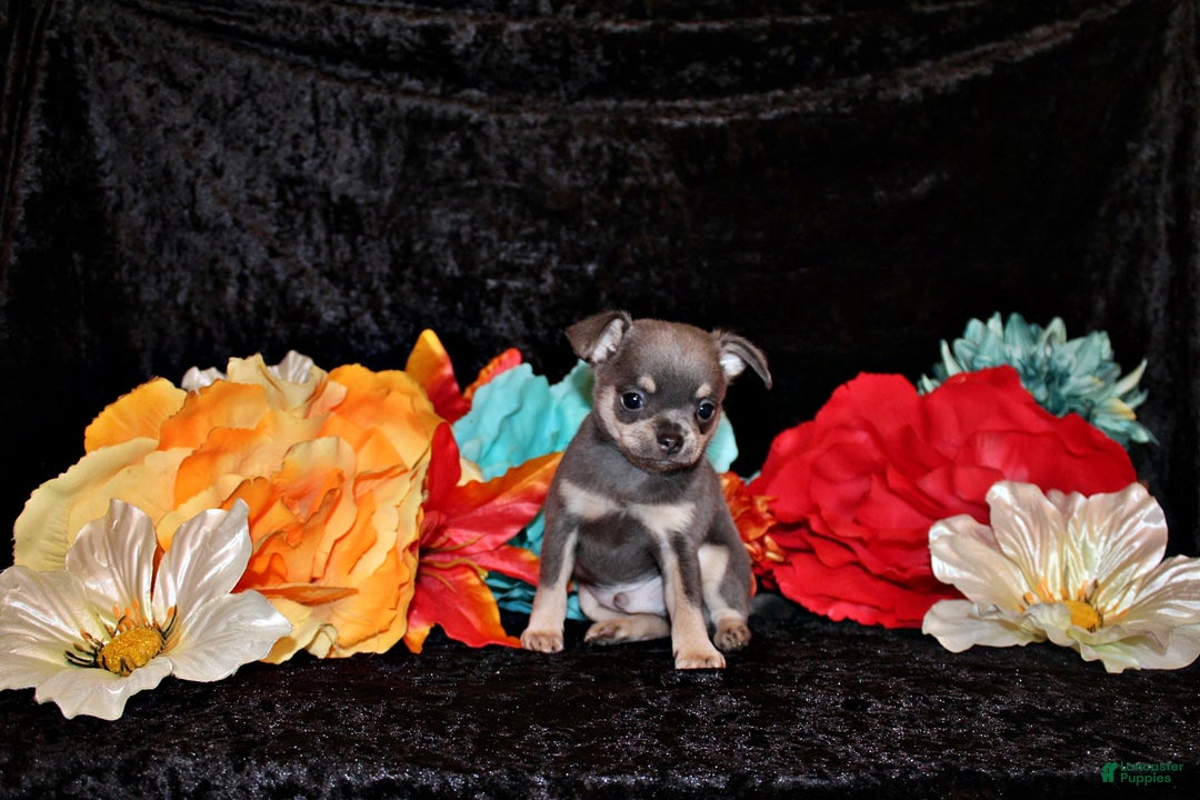 Chihuahua dogs for sale: Urban - Image 3