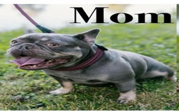 French Bulldog dogs for sale: Trix - Image 2
