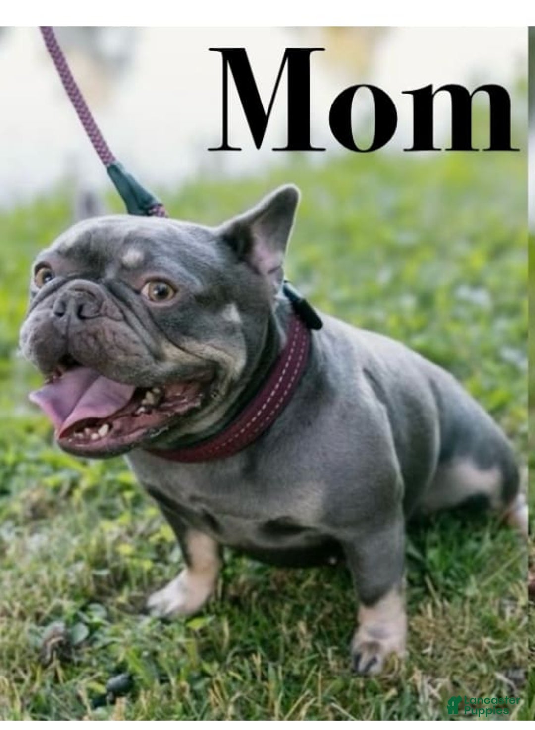 French Bulldog dogs for sale: Trix - Image 2