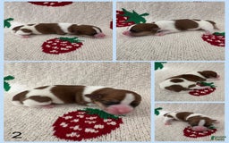 Jack Russell Terrier dogs for sale: Bear - Image 1