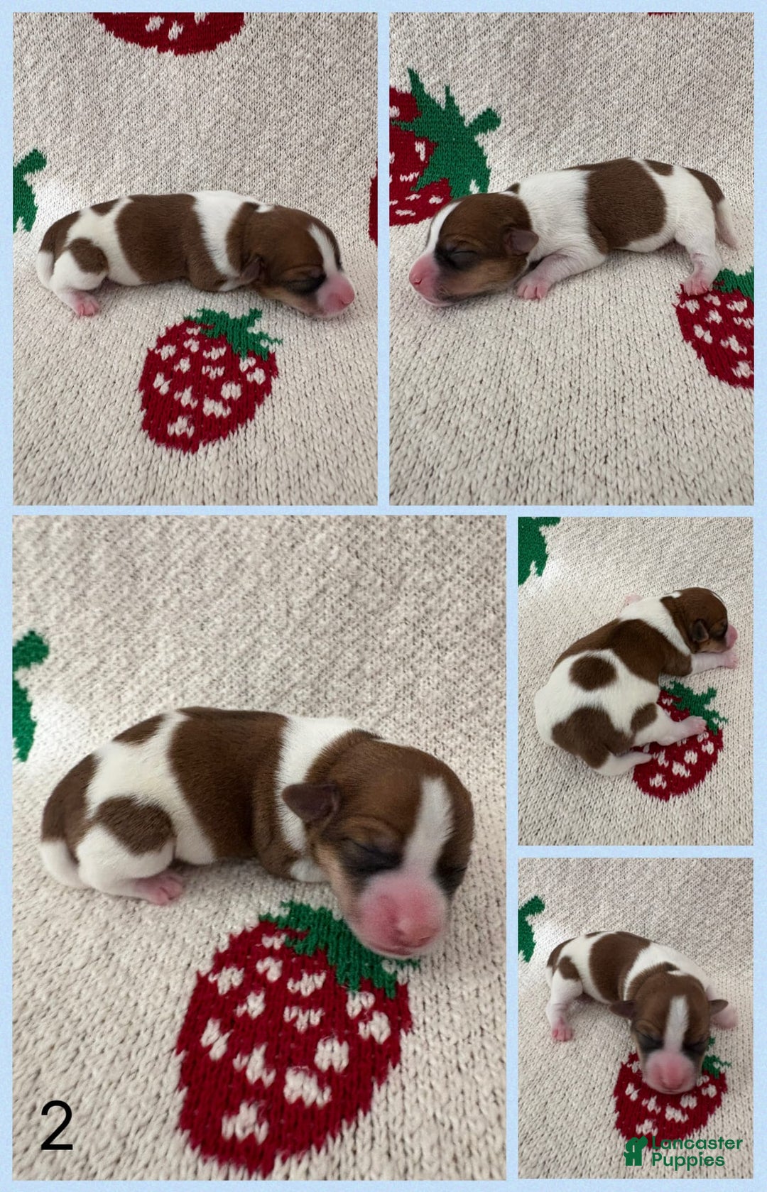 Jack Russell Terrier dogs for sale: Bear - Image 1