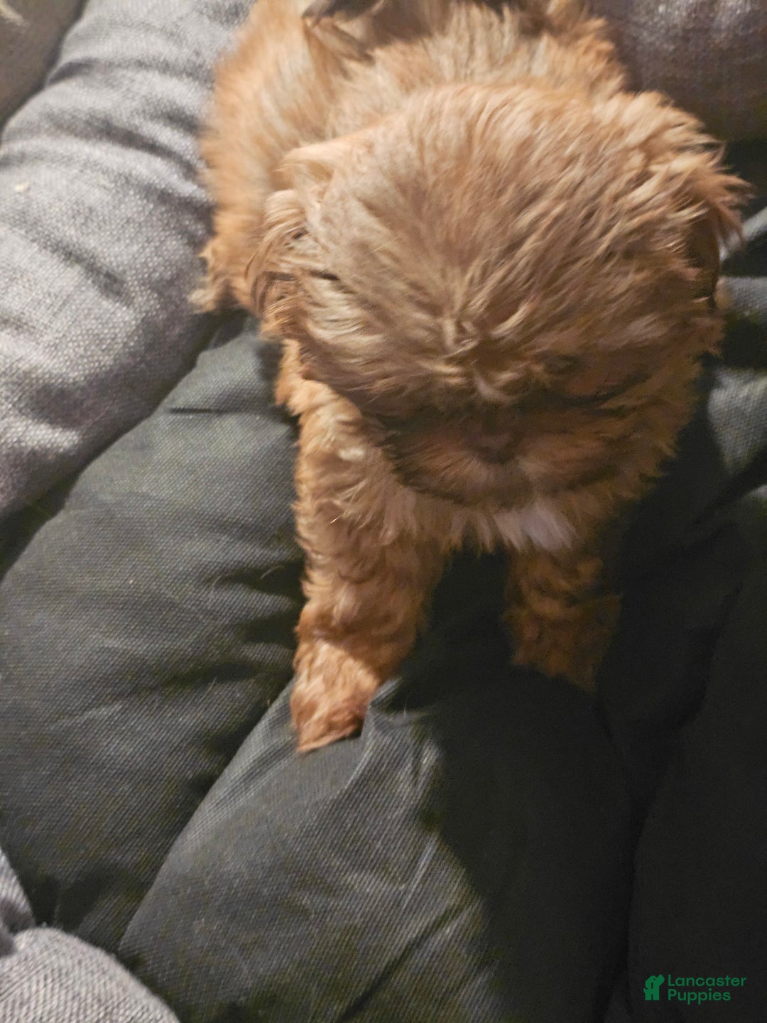 Shih Tzu dogs for sale: Multi Color Wave On Back - Image 8