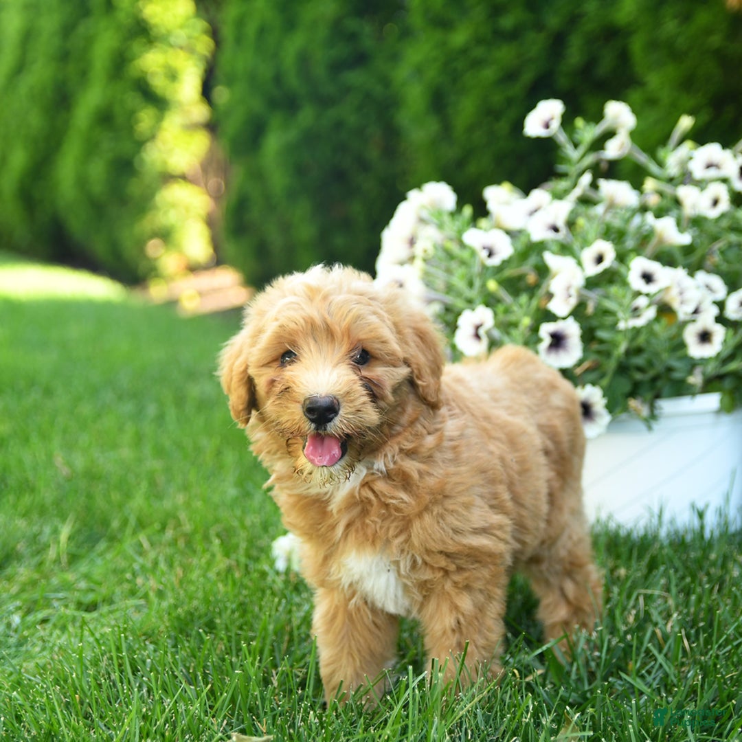 Mini Goldendoodle dogs for sale: Lenya - Image 1