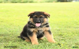 German Shepherd dogs for sale: Duke - Image 2