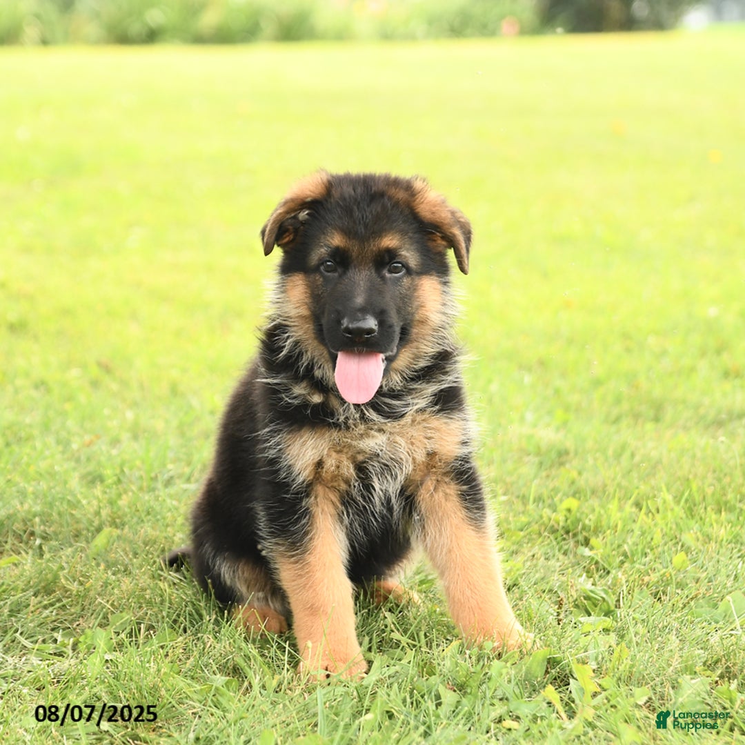 German Shepherd dogs for sale: Duke - Image 2