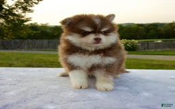 Pomsky dogs for sale: Ramsey - Image 3