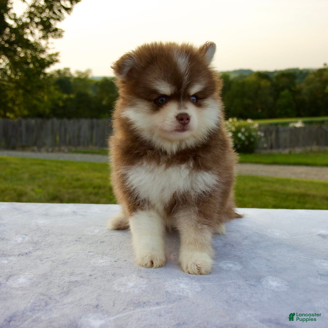 Pomsky dogs for sale: Ramsey - Image 3