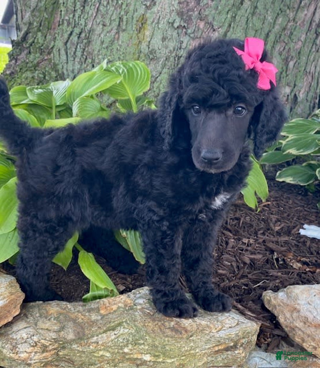 Standard Poodle dogs for sale: Rosebud - Image 5