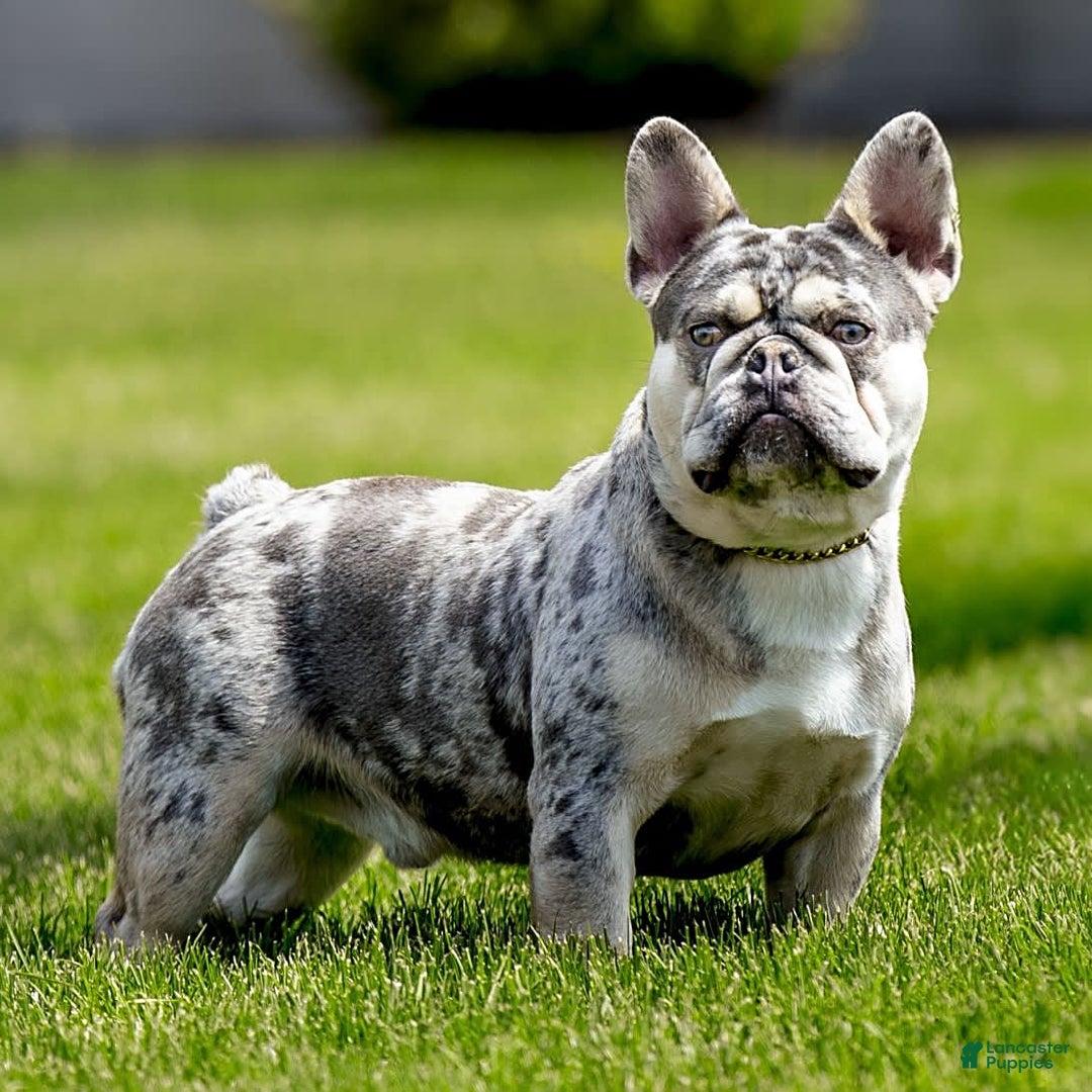 Frenchton dogs for sale: Zeke - Image 17