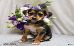 Jack Russell Terrier dogs for sale: Reggie - Image 4