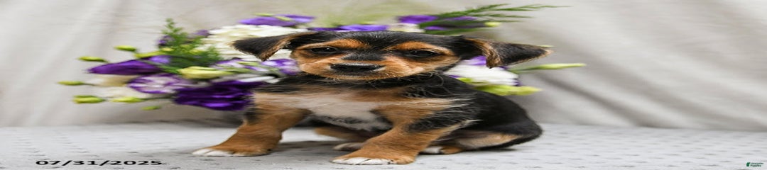 Reggie