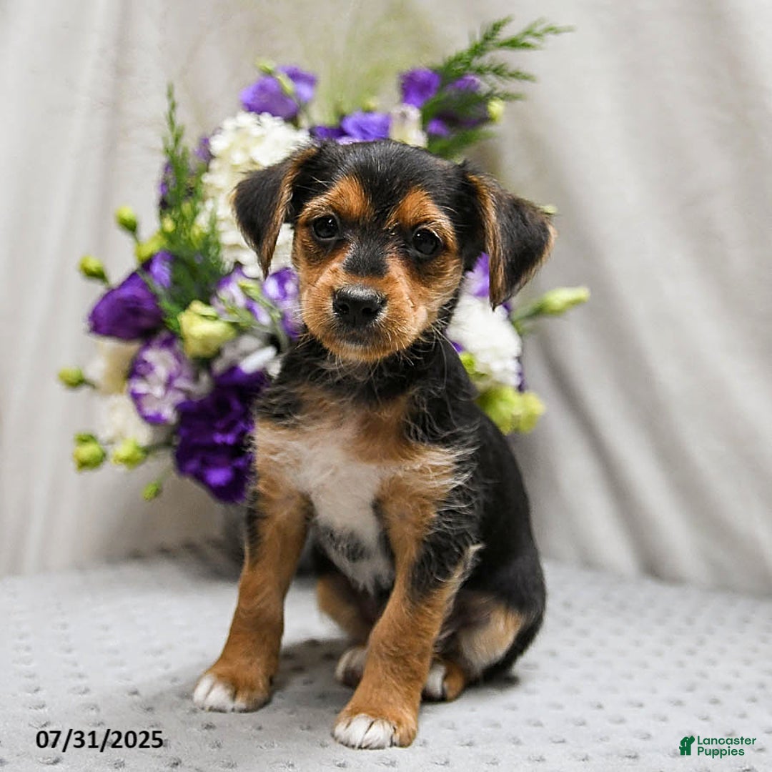 Jack Russell Terrier dogs for sale: Reggie - Image 4