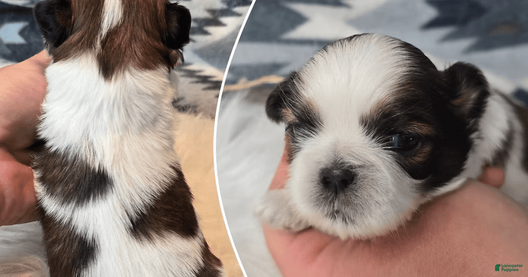 Shih Tzu dogs for sale: Zave - Image 1