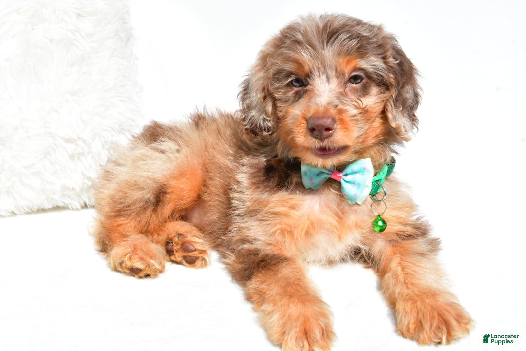Mini Aussiedoodle dogs for sale: Esther - Image 3