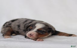 Mini Bernedoodle dogs for sale: Merrick - Image 5