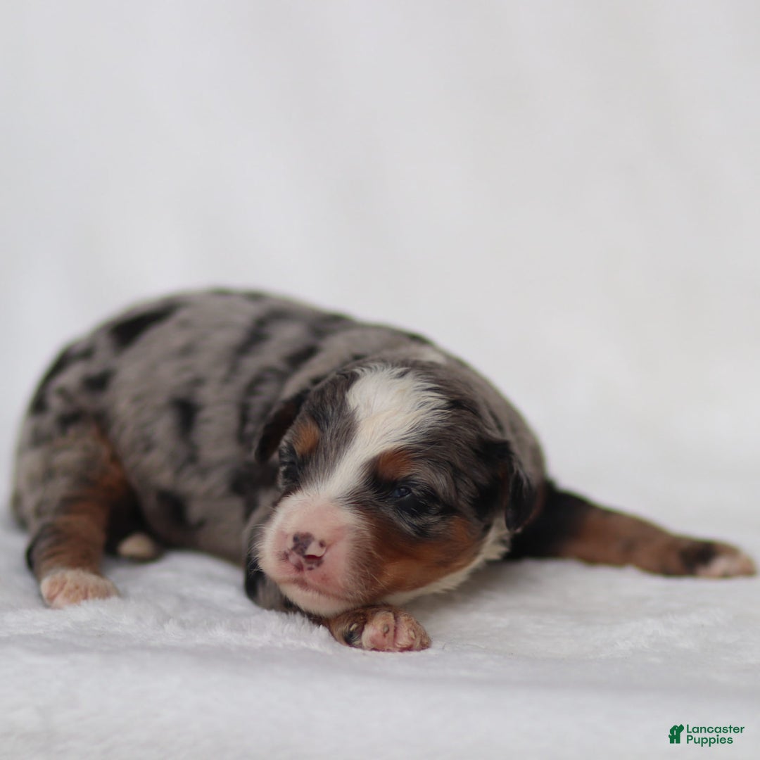Mini Bernedoodle dogs for sale: Merrick - Image 5