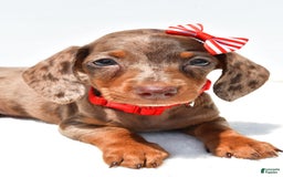 Miniature Dachshund dogs for sale: Logan - Image 3