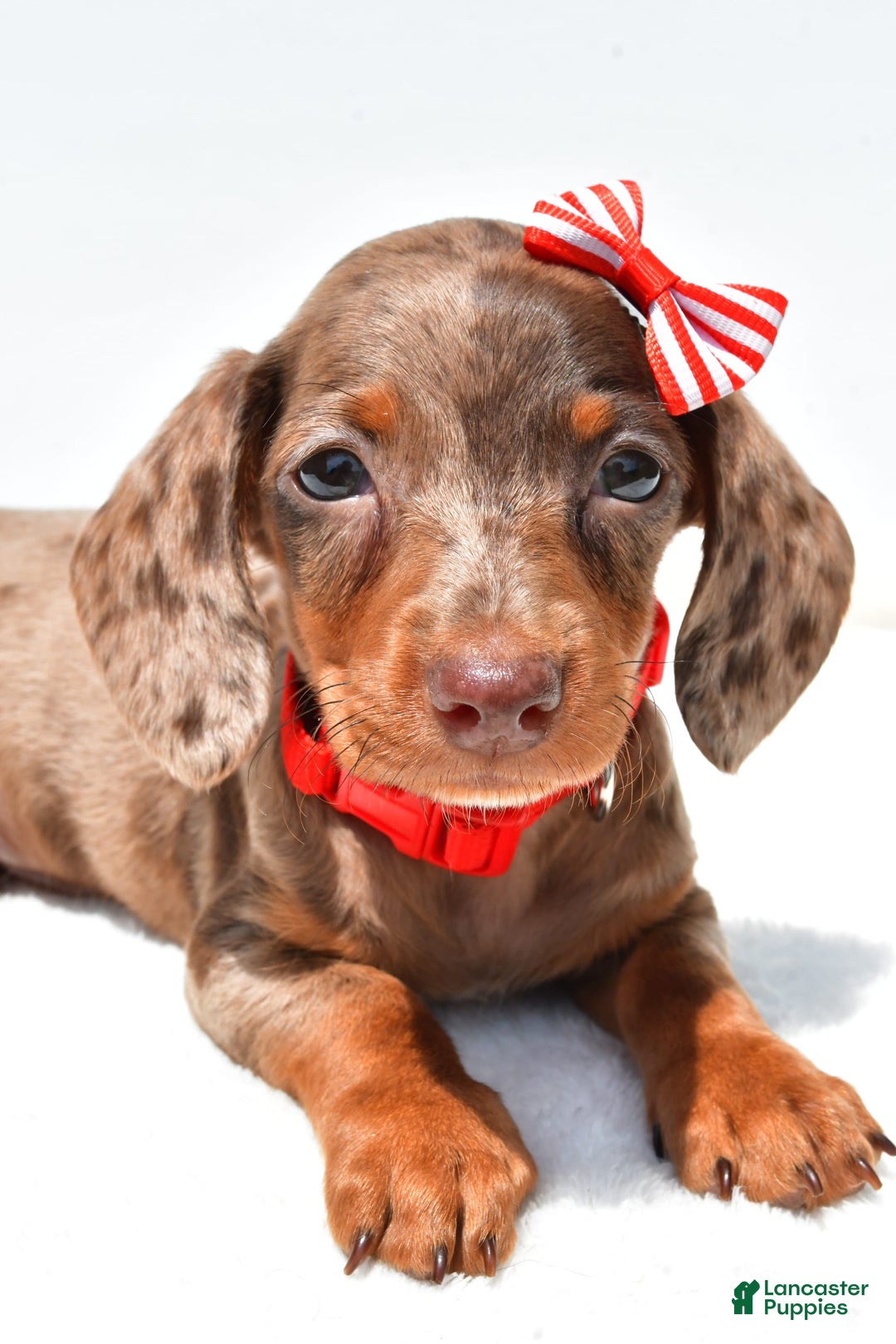 Miniature Dachshund dogs for sale: Logan - Image 3