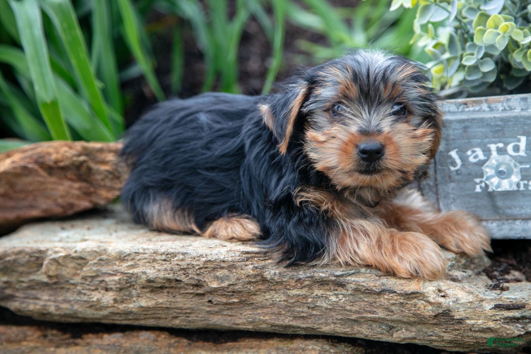 Yorkshire Terrier dogs for sale: Shaggy - Image 1