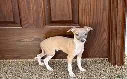 Italian Greyhound dogs for sale: Gerald - Image 4