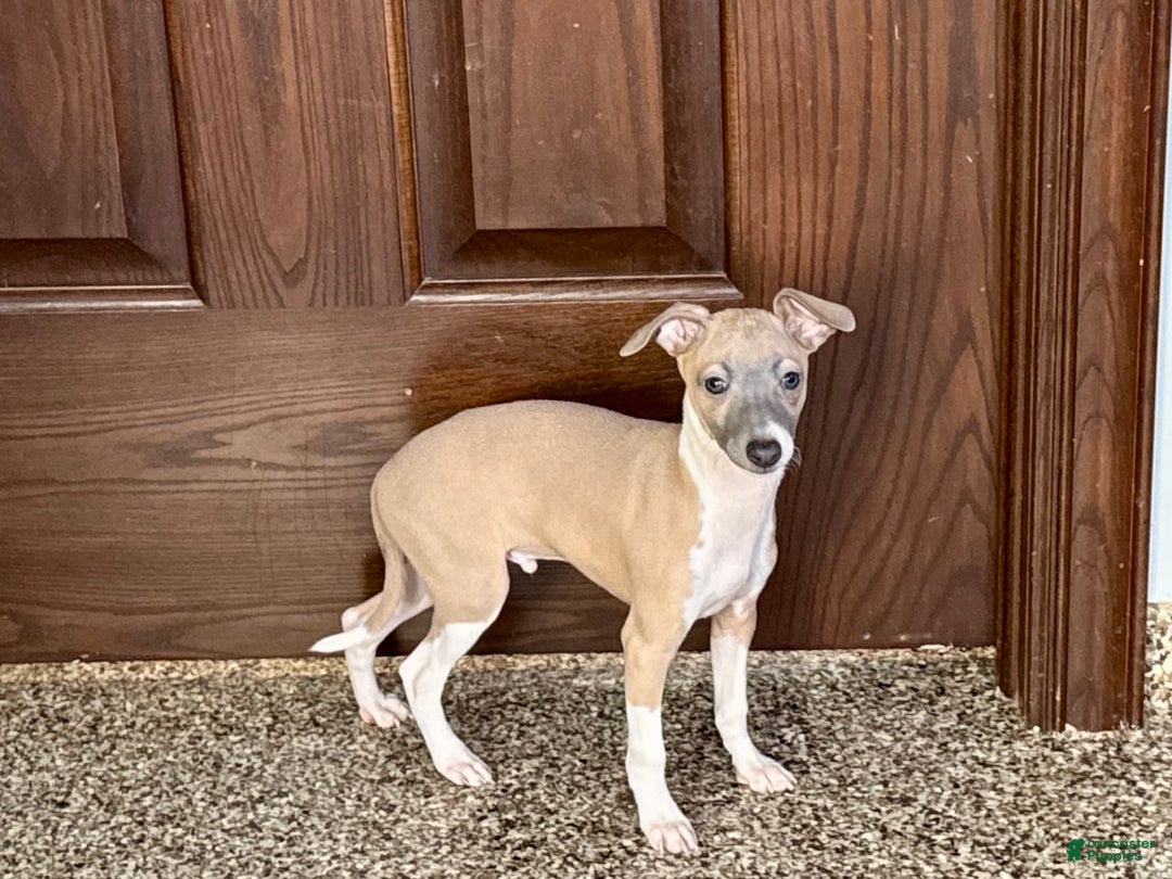 Italian Greyhound dogs for sale: Gerald - Image 4