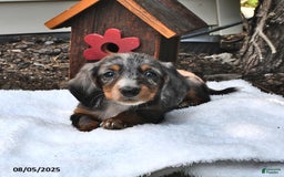 Miniature Dachshund dogs for sale: Musketeer - Special Needs - Image 1